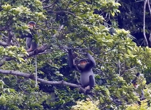 广南省将成立灰腿白臀叶猴保护区 ảnh 1