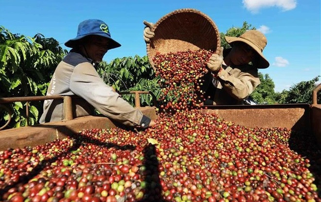 越南咖啡对阿尔及利亚的出口潜力巨大 ảnh 1 越南咖啡对阿尔及利亚的出口潜力巨大 ảnh 1