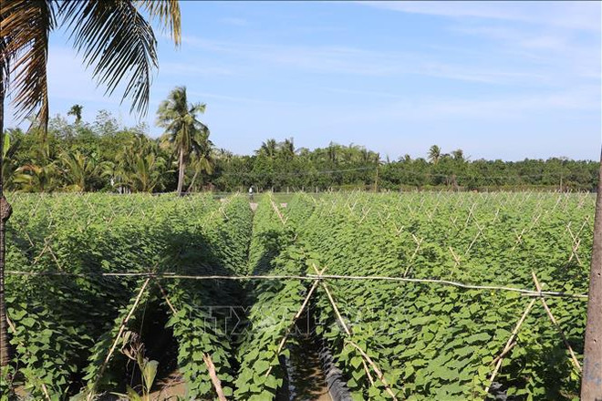 到2030年越南蔬菜出口额有望突破10亿美元的大关 ảnh 1 到2030年越南蔬菜出口额有望突破10亿美元的大关 ảnh 1
