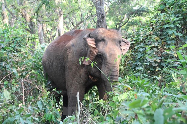 世界大象日:销毁象牙应成为越南的惯例 ảnh 2 世界大象日:销毁象牙应成为越南的惯例 ảnh 2