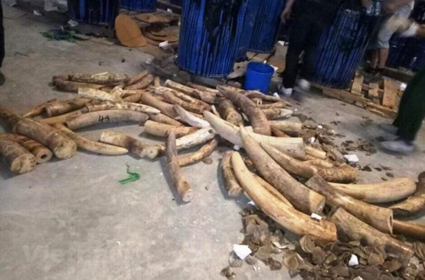 世界大象日:销毁象牙应成为越南的惯例 ảnh 4 世界大象日:销毁象牙应成为越南的惯例 ảnh 4