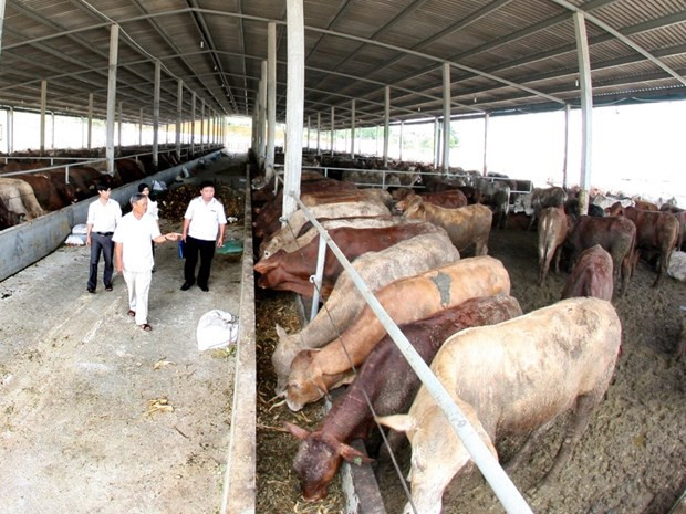 畜牧业急需变革转身 有效融入世界经济 ảnh 1