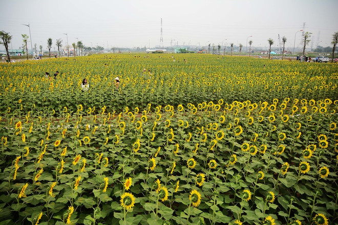 首德郡向日葵花田颇受西贡市民的青睐 ảnh 1 首德郡向日葵花田颇受西贡市民的青睐 ảnh 1