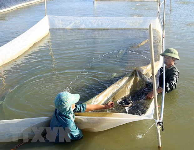 中部四省渔业后勤服务和水产资源项目使用Formosa的补偿金 ảnh 1