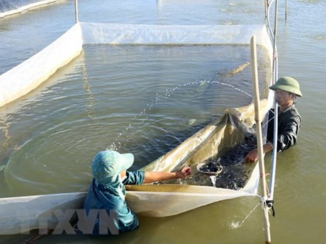 平定省鱿鱼养殖模式效果良好 为渔民带来稳定收入 ảnh 1 平定省鱿鱼养殖模式效果良好 为渔民带来稳定收入 ảnh 1