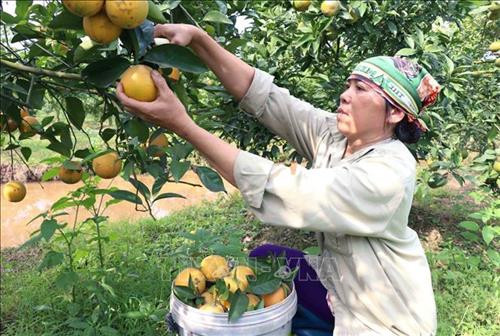 前江省充分挖掘庄园经济发展潜力 ảnh 1 前江省充分挖掘庄园经济发展潜力 ảnh 1