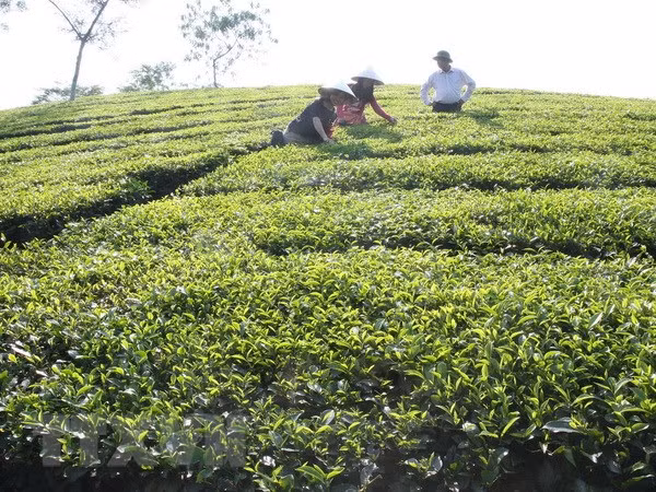 努力打造富寿省茶叶品牌 ảnh 1 努力打造富寿省茶叶品牌 ảnh 1