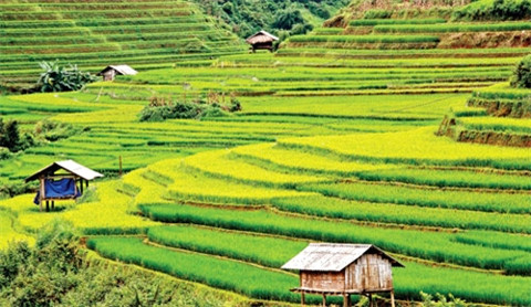 北山“金季”之美 ảnh 3 北山“金季”之美 ảnh 3