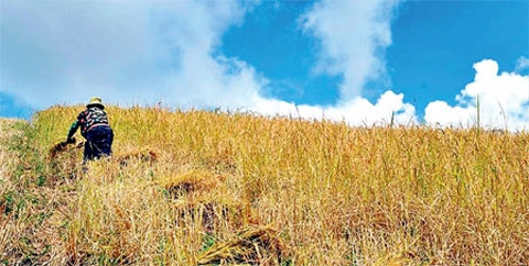 北山“金季”之美 ảnh 2 北山“金季”之美 ảnh 2