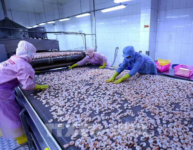 越南工贸部:美国取消对越南明富虾征收反倾销税是客观且公平的决定 ảnh 1 越南工贸部:美国取消对越南明富虾征收反倾销税是客观且公平的决定 ảnh 1