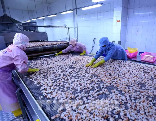 越南工贸部：美国取消对越南明富虾征收反倾销税是客观且公平的决定 ảnh 1