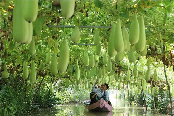 2021年国内市场仍将是越南旅游业的“救星” ảnh 1