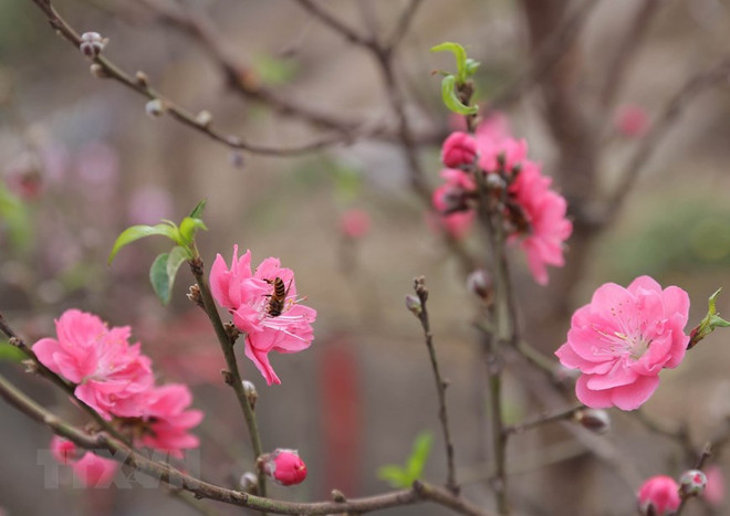 家喻户晓的河内日新村桃花 ảnh 1