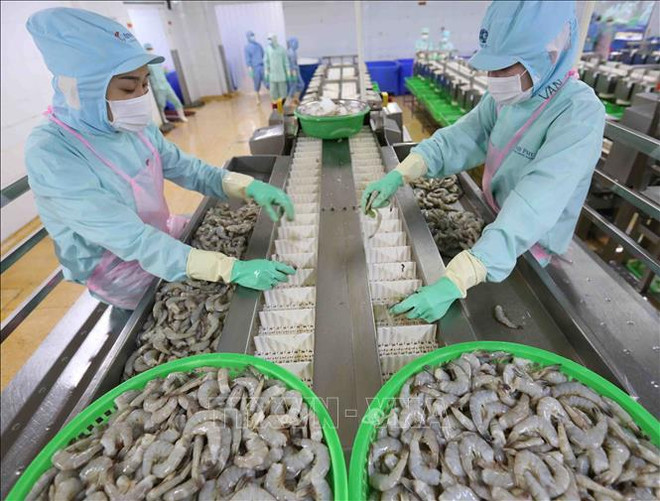 美国取消对越南明富虾征收反倾销税 ảnh 1 美国取消对越南明富虾征收反倾销税 ảnh 1