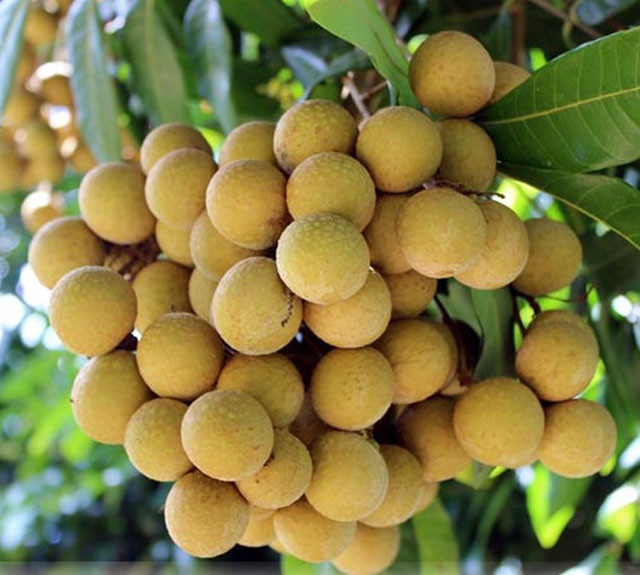 山罗龙眼即将向美国与法国市场出口 ảnh 1