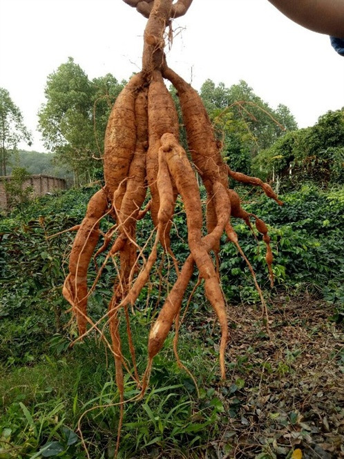 北江省努力打造名山南人参品牌 ảnh 1 北江省努力打造名山南人参品牌 ảnh 1