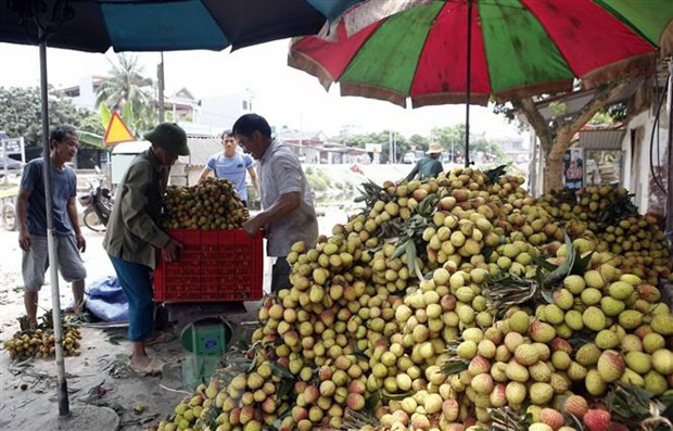 越南通过老街口岸出口7000多吨荔枝 ảnh 1 越南通过老街口岸出口7000多吨荔枝 ảnh 1