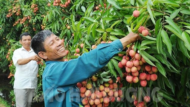 越南荔枝打入日本市场的机遇莫大 ảnh 1 越南荔枝打入日本市场的机遇莫大 ảnh 1