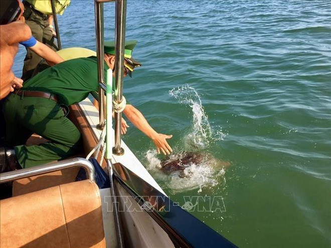 广宁：将一稀有海龟放归大自然 ảnh 1