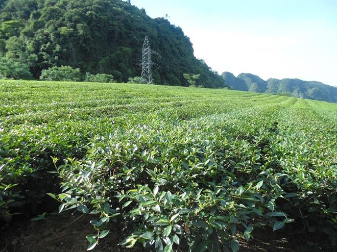 乂安省军民共同携手种下脱贫致富茶 ảnh 1 乂安省军民共同携手种下脱贫致富茶 ảnh 1