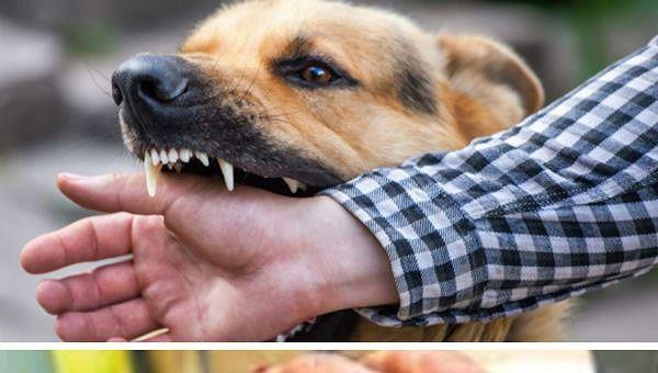 河内举行活动，响应世界狂犬病日 ảnh 2