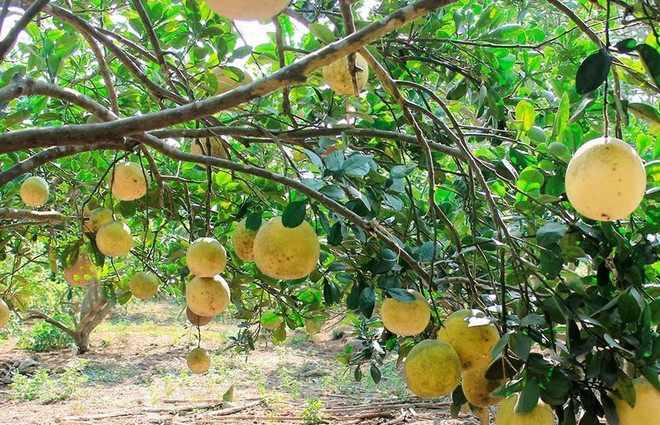 富寿省致力发展一乡一品项目 ảnh 1 富寿省致力发展一乡一品项目 ảnh 1