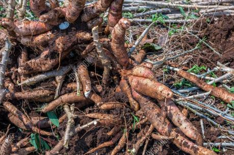 泰国将向中国出口价值为5.9亿美元的木薯产品 ảnh 1 泰国将向中国出口价值为5.9亿美元的木薯产品 ảnh 1