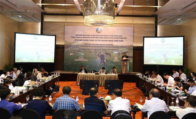 越南奶牛养殖业发展潜力巨大 ảnh 1 越南奶牛养殖业发展潜力巨大 ảnh 1