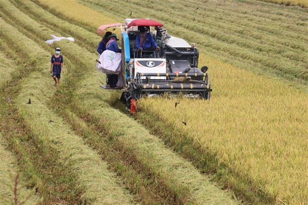 越南公布农业与农村可持续发展战略 ảnh 1