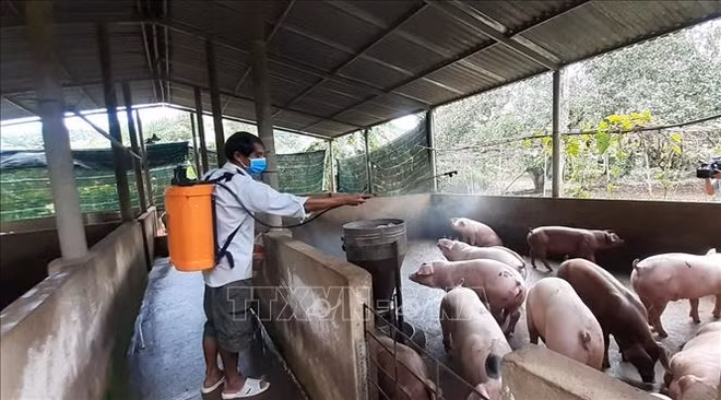 越南研发的非洲猪瘟疫苗预计将于今年第一季度末正式公布 ảnh 1