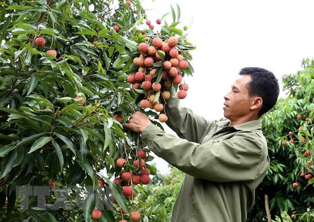 北江省荔枝出售情况良好 出售价格更高 ảnh 1