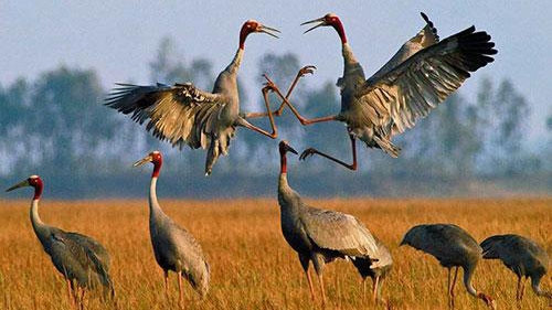 越南敲响生物多样性丧失的警钟 ảnh 1