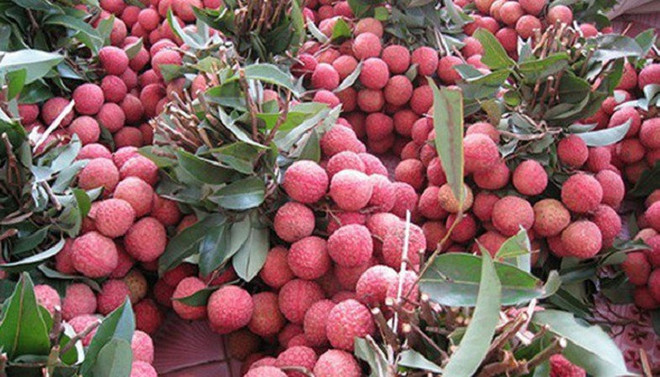 北江省9万吨荔枝满足出口中国的标准 ảnh 1 北江省9万吨荔枝满足出口中国的标准 ảnh 1