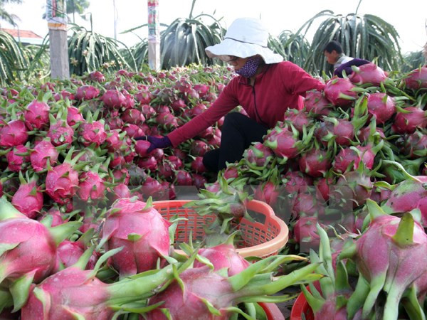 越南对泰国出口有所增长 ảnh 1 越南对泰国出口有所增长 ảnh 1