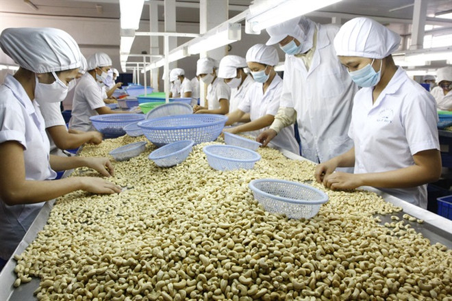 2019年前6月农业保持良好的增长势头 ảnh 3 2019年前6月农业保持良好的增长势头 ảnh 3