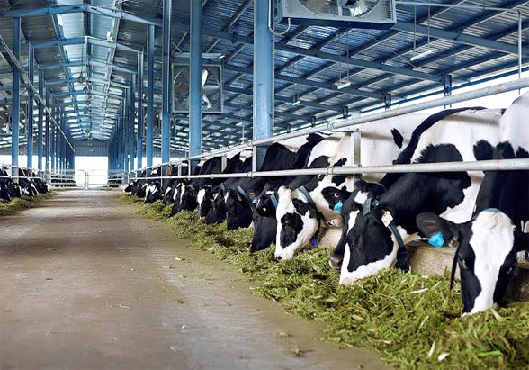 走在越南乳制品产业建设道路上的越南乳制品股份公司 ảnh 1