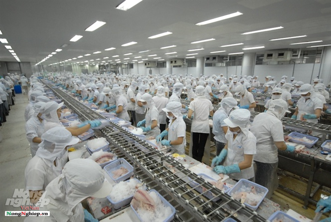 CPTPP为越南查鱼出口敞开大门 ảnh 1 CPTPP为越南查鱼出口敞开大门 ảnh 1