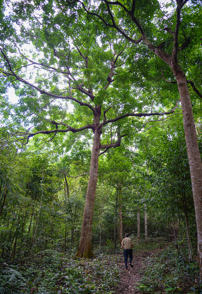 广宁省瑶族同胞保护当地药材 ảnh 1 广宁省瑶族同胞保护当地药材 ảnh 1
