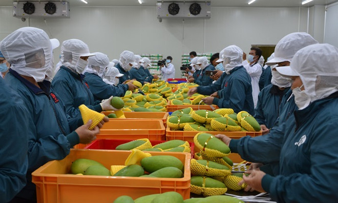 2019年前6月农业保持良好的增长势头 ảnh 1 2019年前6月农业保持良好的增长势头 ảnh 1