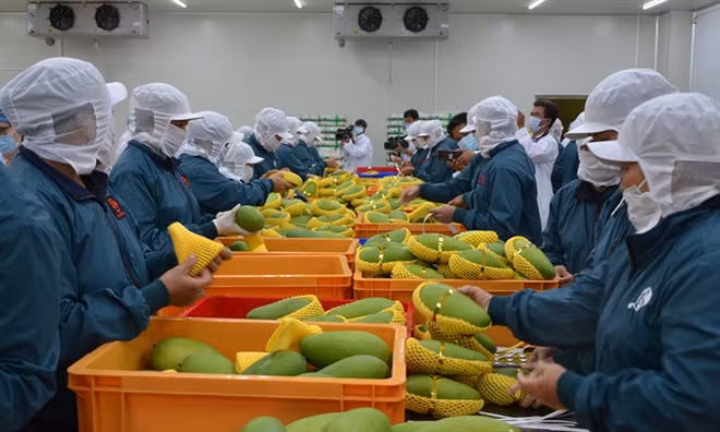 2019年前6月农业保持良好的增长势头 ảnh 1