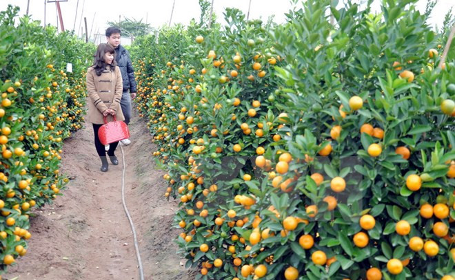 2017年金橘盆景节在会安世界文化遗产举行 ảnh 1