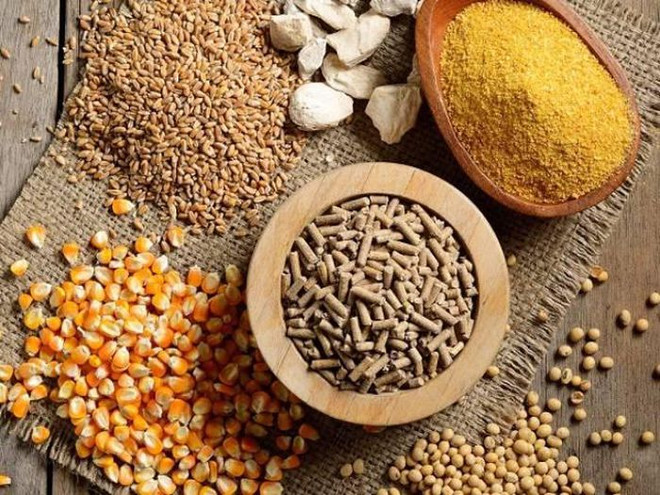 2023年前5月越南家畜饲料及原料进口总值20.4亿美元 ảnh 1