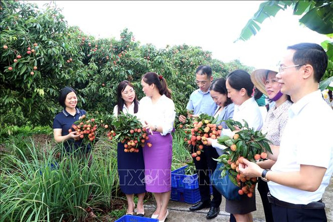 海阳省2023年荔枝出口产量有望占出口总量50%以上 ảnh 1 海阳省2023年荔枝出口产量有望占出口总量50%以上 ảnh 1