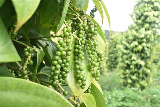 越南胡椒出口量同比增长30% ảnh 1 越南胡椒出口量同比增长30% ảnh 1
