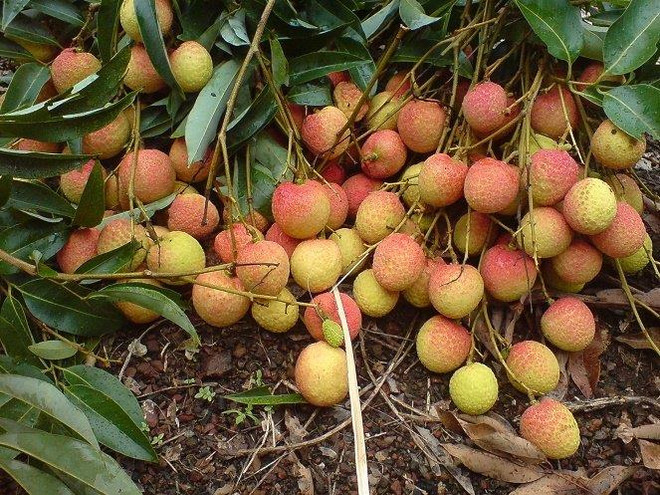 越南蛋型荔枝颇受消费者欢迎 ảnh 1