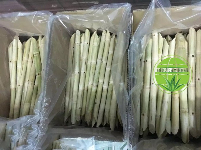 越南和平省向美国出口第二批新鲜甘蔗 ảnh 1