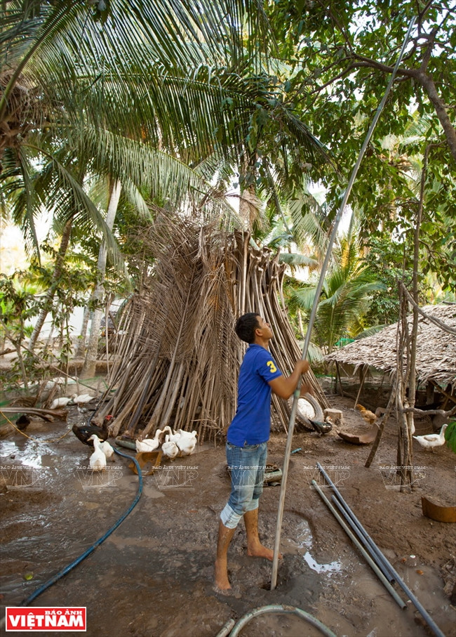 九龙江平原挺身抗旱抗碱 ảnh 16 九龙江平原挺身抗旱抗碱 ảnh 16