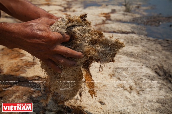 九龙江平原挺身抗旱抗碱 ảnh 7 九龙江平原挺身抗旱抗碱 ảnh 7