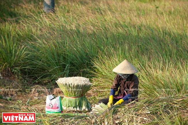 九龙江平原挺身抗旱抗碱 ảnh 19 九龙江平原挺身抗旱抗碱 ảnh 19