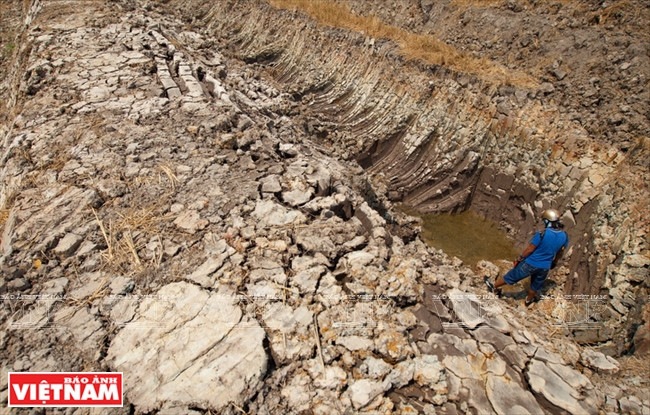九龙江平原挺身抗旱抗碱 ảnh 3 九龙江平原挺身抗旱抗碱 ảnh 3
